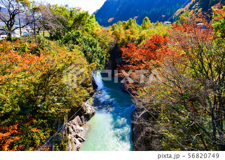 手取峡谷　黄門橋　紅葉 56820749