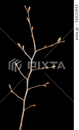 Hornbeam budding brunch 56820843