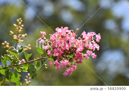 サルスベリの花 サルスベリの花 56820900