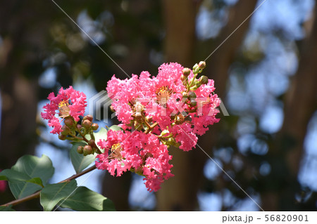 サルスベリの花 56820901