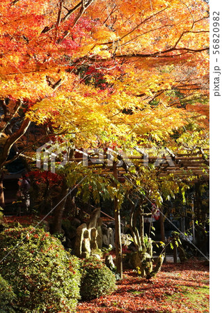 京都の紅葉 56820982