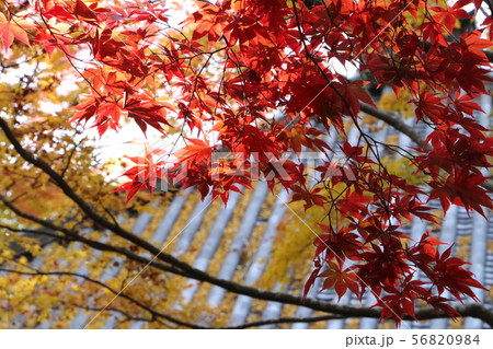 京都の紅葉 56820984