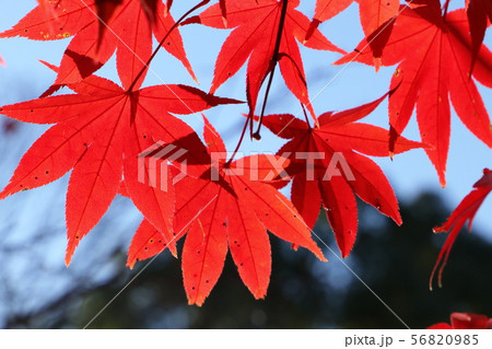 京都の紅葉 56820985