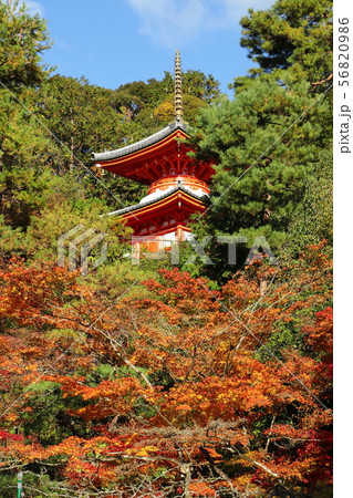 京都の紅葉 56820986