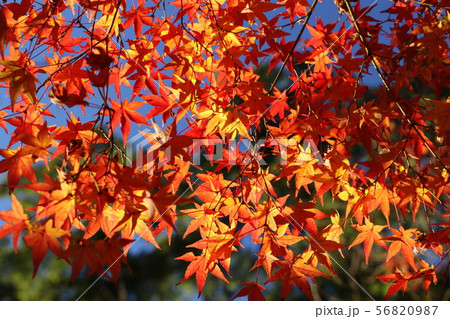 京都の紅葉 56820987