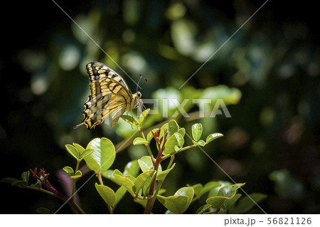 Closeup of a Yellow Swallowtail Butterfly daintily Closeup of a Yellow Swallowtail Butterfly daintily 56821126