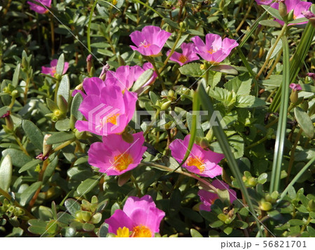 ポーチュラカの桃色の花 ポーチュラカの桃色の花 56821701