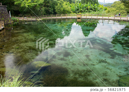 丸池湧水　丸池公園 56821975