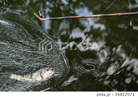 ヘラ鮒釣り　釣り 56822071