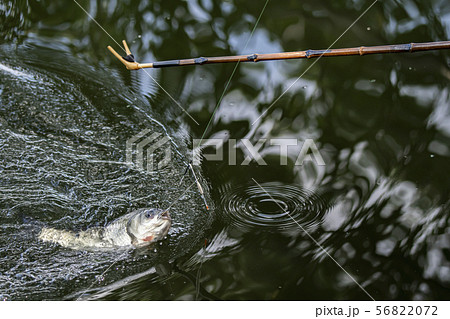 ヘラ鮒釣り　釣り 56822072
