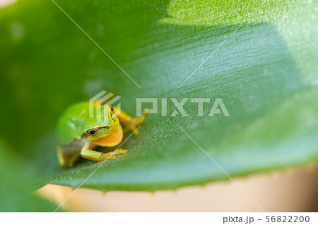 アロエの葉の中に住むアマガエル　 56822200