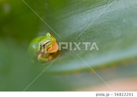 アロエの葉の中に住むアマガエル　 56822201