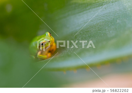 アロエの葉の中に住むアマガエル　 56822202