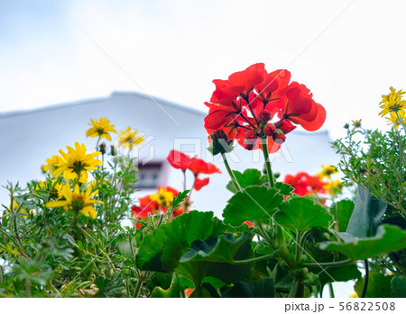 Flower arrangement in house yard at the 56822508