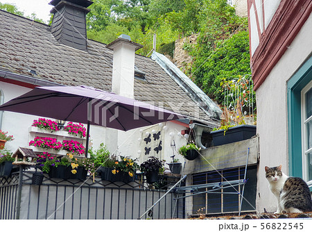 Cat sits on the roof of a house in MOnreal 56822545