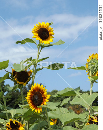 夏の大きな黄色い花はヒマワリの花の写真素材