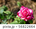 Pink rose flower, red bud on a green foliage 56822664
