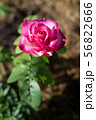 Pink rose flower, red bud on a green foliage 56822666