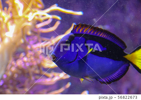 インディアンオーシャン インド洋 パシフィック 56822673