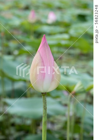 beautiful water lily bloom in pond beautiful water lily bloom in pond 56823248