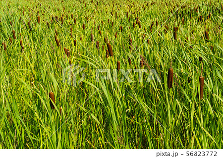 background - thickets of cattail background - thickets of cattail 56823772