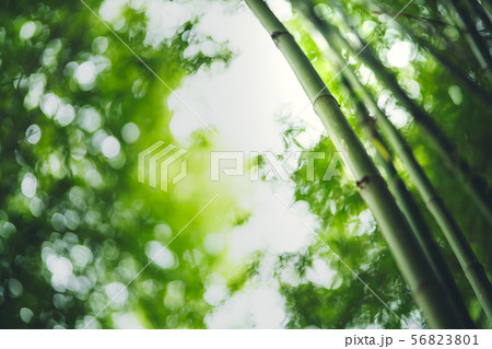 Bamboo The bamboo pathway is a tunnel Bamboo The bamboo pathway is a tunnel 56823801