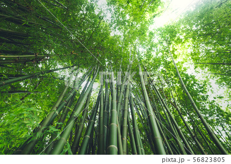 Bamboo The bamboo pathway is a tunnel Bamboo The bamboo pathway is a tunnel 56823805