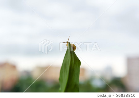 snail looks down from the edge of the leaf snail looks down from the edge of the leaf 56823810