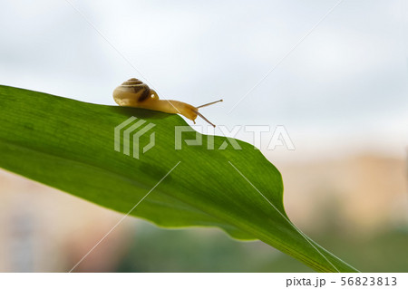 snail creeping on a green leaf 56823813