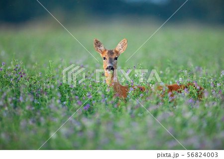 Roe deer doe hidden in clover peeking out facing camera in summer. 56824003