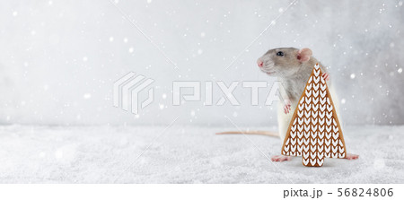 Rat With Gingerbread Christmas Tree Cookie In Snowの写真素材