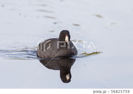 American Coot 56825759