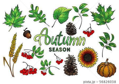 Set of colorful autumn leaves and berries. Set of colorful autumn leaves and berries. 56826038