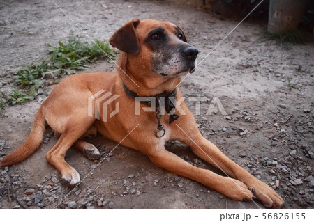 Red Dog Guards The Yard And The Owner 56826155
