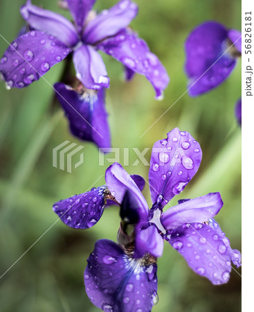 梅宮大社、境内の菖蒲に雨 56826181