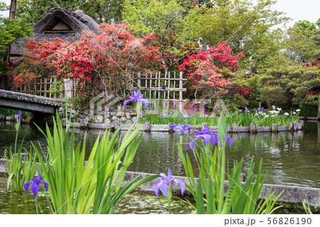 梅宮大社、咲耶池の茶席「芦のまろ屋」にツツジとカキツバタ 56826190