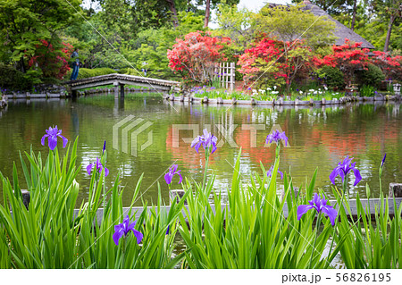 梅宮大社、咲耶池の茶席「芦のまろ屋」にツツジとカキツバタ 56826195