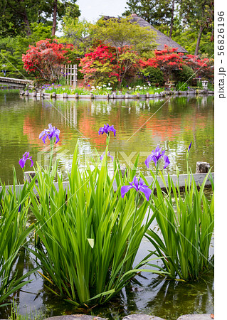 梅宮大社、咲耶池の茶席「芦のまろ屋」にツツジとカキツバタ 56826196