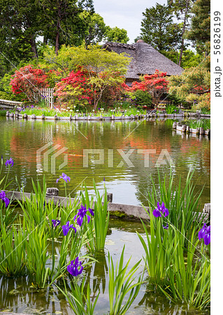 梅宮大社、咲耶池の茶席「芦のまろ屋」にツツジとカキツバタ 56826199