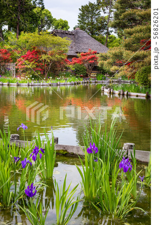 梅宮大社、咲耶池の茶席「芦のまろ屋」にツツジとカキツバタ 56826201