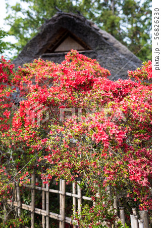梅宮大社、茶席「芦のまろ屋」にキリシマツヅジ 56826230