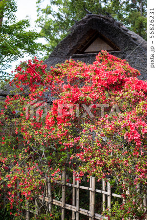 梅宮大社、茶席「芦のまろ屋」にキリシマツヅジ 梅宮大社、茶席「芦のまろ屋」にキリシマツヅジ 56826231