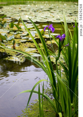 平安神宮中神苑、蒼龍池とカキツバタ 56826268