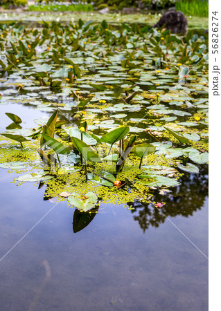 平安神宮中神苑、河骨の黄色い花咲く蒼龍池 56826274