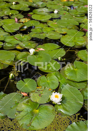 平安神宮中神苑、蒼龍池に咲く睡蓮の白い花 56826322