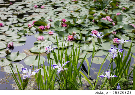 平安神宮中神苑、蒼龍池に咲く睡蓮と杜若「折鶴」 56826323