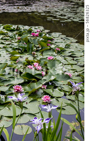 平安神宮中神苑、蒼龍池に咲く睡蓮と杜若「折鶴」 平安神宮中神苑、蒼龍池に咲く睡蓮と杜若「折鶴」 56826325