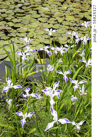 平安神宮中神苑、蒼龍池と杜若「折鶴」 56826327