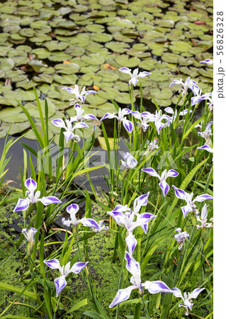 平安神宮中神苑、蒼龍池と杜若「折鶴」 56826328