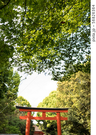 下鴨神社の新緑と南口鳥居 下鴨神社の新緑と南口鳥居 56826364